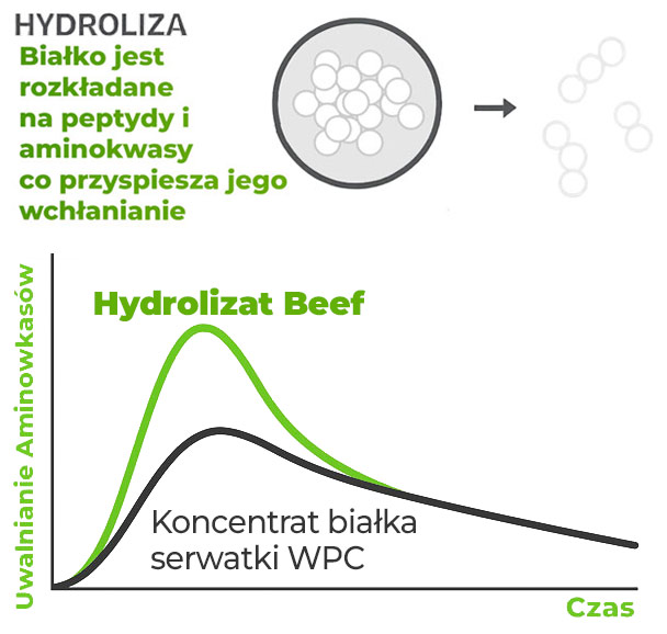 hydrolizat-czas-przyswajania-wykres-hydro-beef