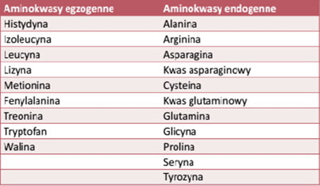 aminokwasy - podział na egzogenne i endogenne