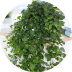 kolko-foto-hedera