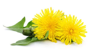 mniszek-lekarski-foto