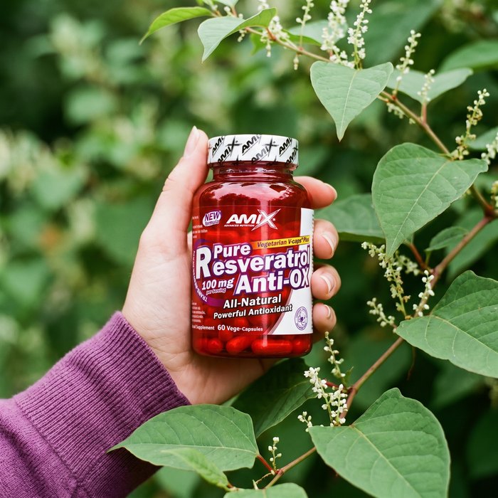 Dłoń kobiety trzyma słoik Amix Pure Resveratrol wśród liści rdestowca